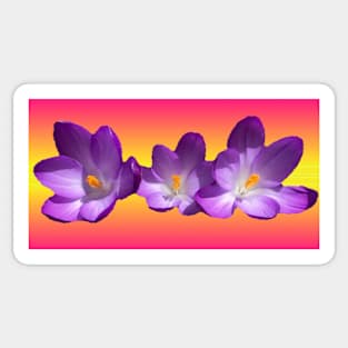 Tropical Sunset Sticker